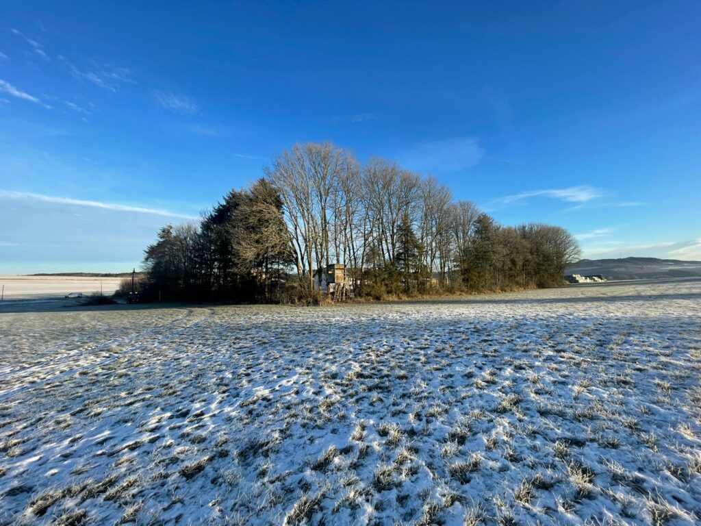 Schnee und Bäume bei klarem Himmel