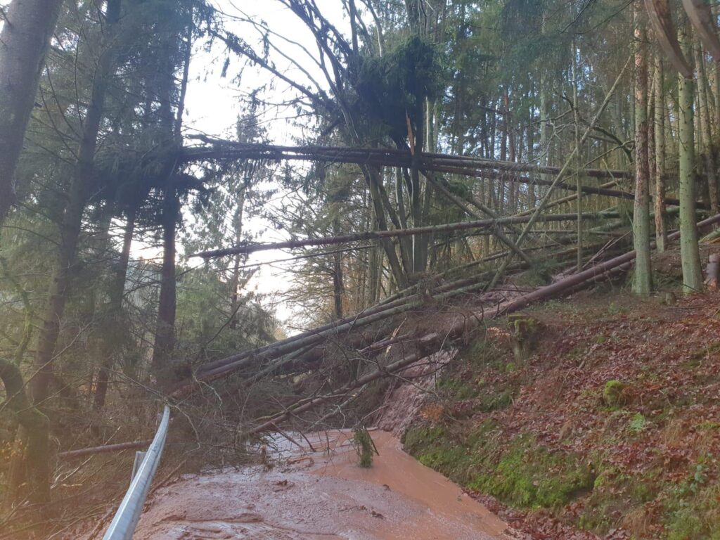 Umgefallene Bäume
