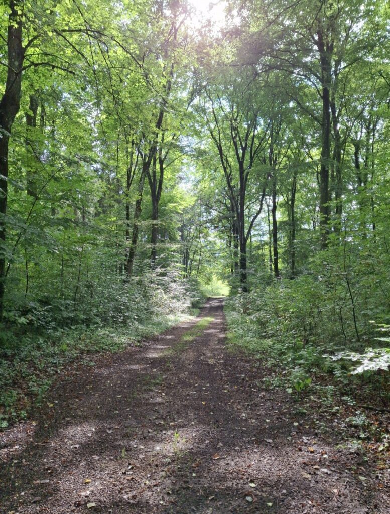 Bei Sonnenschein im Wald